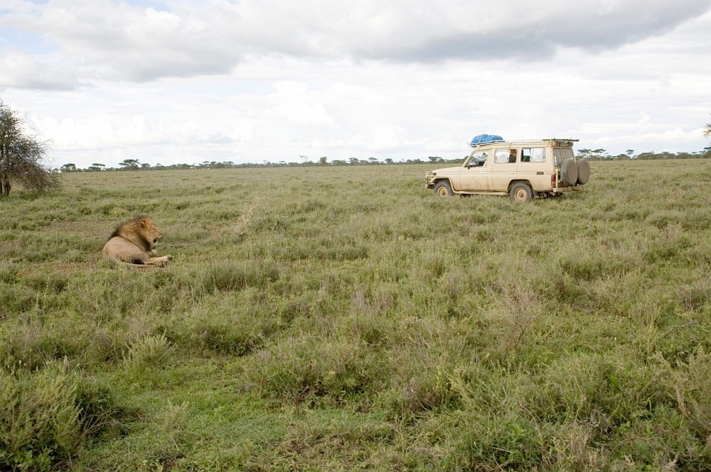 Ndutu Love11.jpg - Lion (Panthera leo), Tanzania March 2006